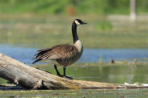 Canada Goose | Bird Identification Guide | Bird Spot