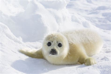 Harp Seal | Animals, Cute seals, Harp seal