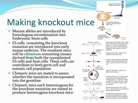 PPT - Transgenic and knockout mice PowerPoint Presentation, free download - ID:2975853