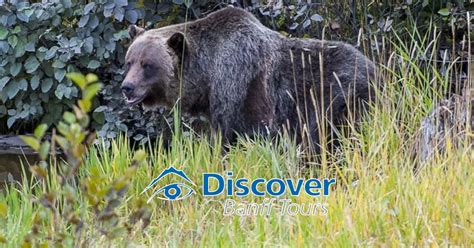 Banff Wildlife Tours • Wildlife Seen on 95% of these Tours! - Banff.com