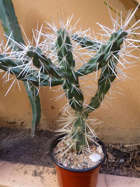 ♕cactus - opuntia Tunicata (Bolivia) | Cacto decoração, Suculentas ...