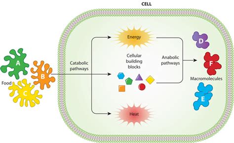 Cell Metabolism | Learn Science at Scitable