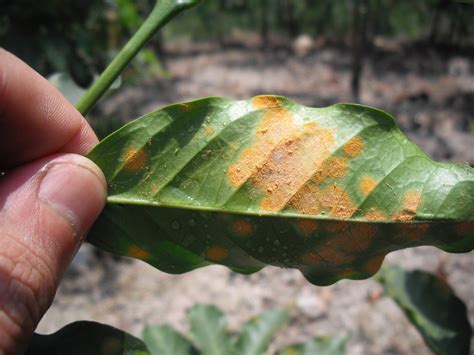 File:Hemileia vastatrix - coffee leaf rust.jpg - Wikimedia Commons