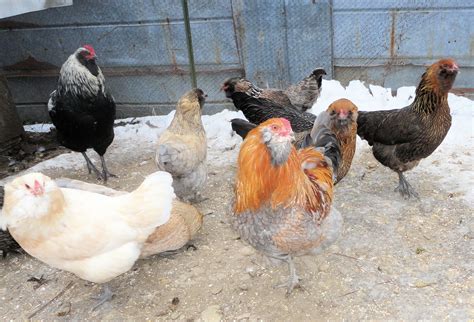 Ameraucana Chickens | sercadia