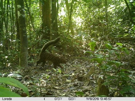 Mainland Marbled Cat (Subspecies Pardofelis marmorata longicaudata) · iNaturalist