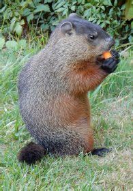 Woodchuck | The Animal Facts | Appearance, Diet, Habitat, Behavior