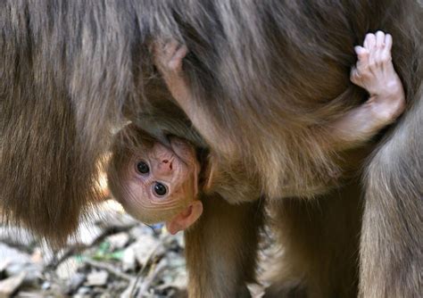Cute baby monkey clinging to mom spotted on Mount Huangshan - CGTN