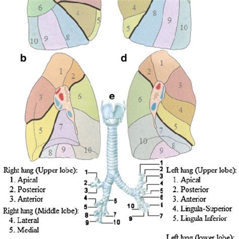 (PDF) Design and fabrication of pulmonary embolism phantom for planar ...