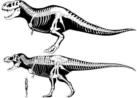 T Rex and V Rex Size Comparison by gcjdfkjbrfguithgiuht on DeviantArt