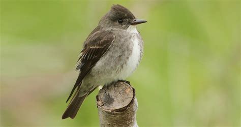 Olive-sided Flycatcher Identification, All About Birds, Cornell Lab of Ornithology