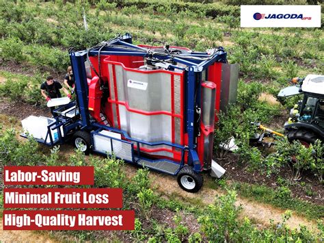 Blueberry Harvesting: Redefines Efficiency and Cost Savings