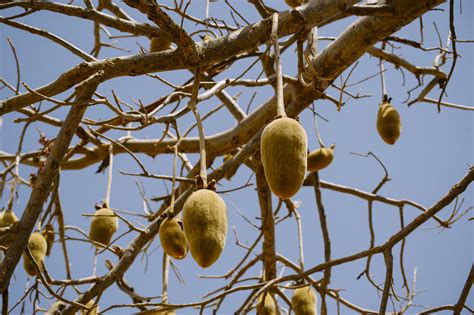 Baobab tree - CIFOR Knowledge