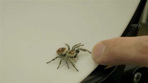 Regal Jumping Spider (Phidippus regius) - YouTube