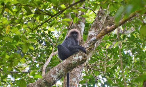 Exploring Periyar Tiger Reserve, Kerala - The Travel Blog