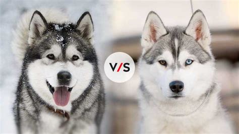 Alaskan Malamute vs. Siberian Husky: Which Is Better?