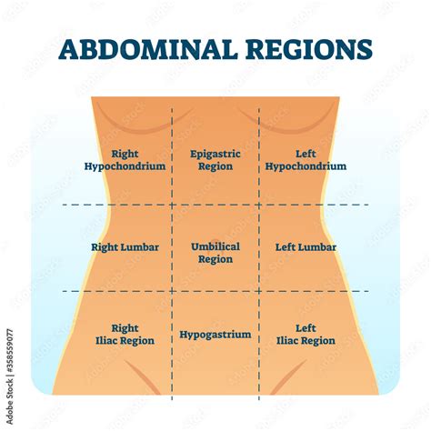 Abdominal quadrant regions scheme as stomach division vector illustration. Stock Vector | Adobe ...