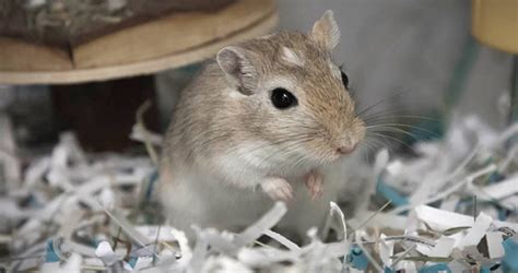 How to make your gerbils feel at home | Pet advice | Wood Green