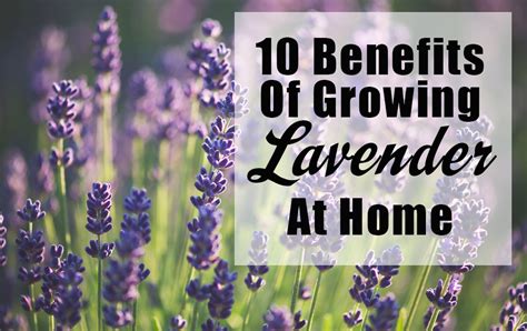 10 Benefits Of Growing Lavender At Home - The Grow Network : The Grow ...