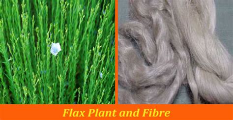 Production Flowchart of Flax Fibre ~ Textile Apex