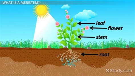 Plant Meristem: Definition & Function - Video & Lesson Transcript ...