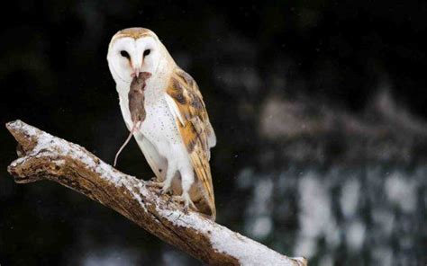 owl eating mouse free picture | Owl, Barn owl, Owl wallpaper