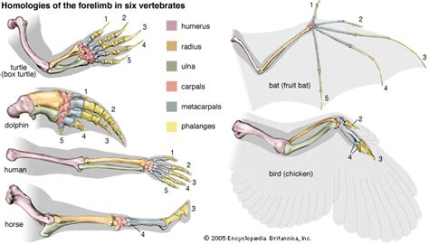 evolution Facts | Britannica