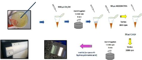 MALDI Biotyper analyses: sample preparation. | Download Scientific Diagram