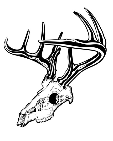 deer skull drawing easy - Sabra Littlejohn