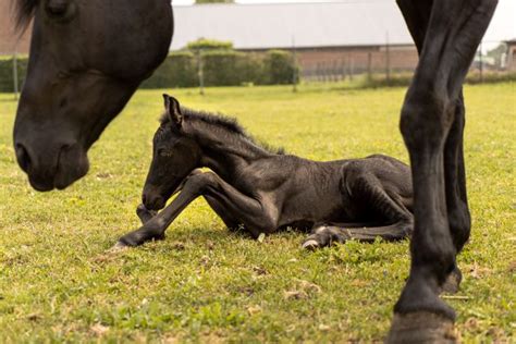 Foal speed ahead: Caring for the newborn horse | Cornell University ...