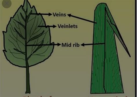 Parallel Venation Diagram