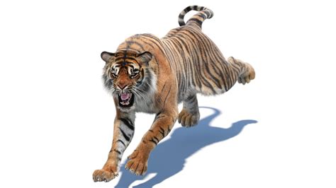 Tiger 3D Animation Camera - 136 tiger animated 3d models available for download in any file ...