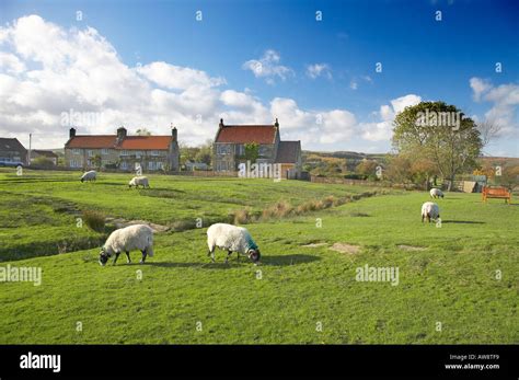 The Green with sheep Goathland North Yorkshire England Goathland is ...