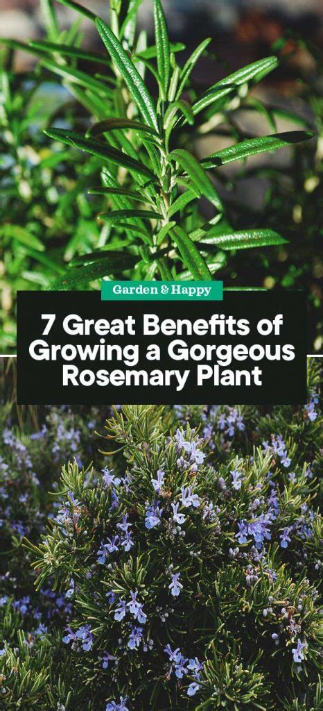 7 Great Benefits of Growing a Gorgeous Rosemary Plant - Garden and Happy