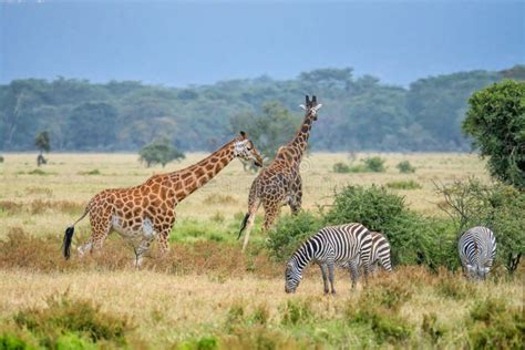 Rothschildâ€™s Giraffe at Lake Nakuru National Park Kenya Stock Photo ...