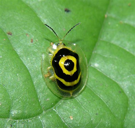 Target beetle (Ischnocodia annulus), Panama - a photo on Flickriver