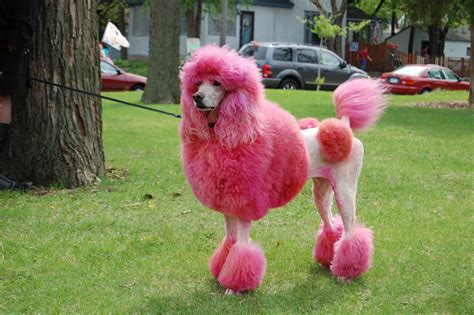 Poodle - The Chien Canne - Dog Breed Answers