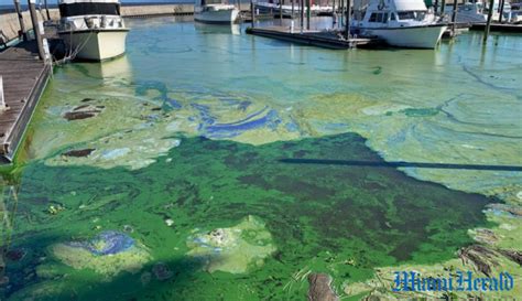 Lake Okeechobee algae bloom threatens coasts again! – AMU Research