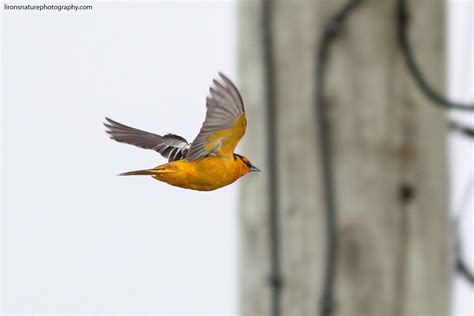 Bullock's Oriole in flight | Orioles, Bullocks, Nature photography