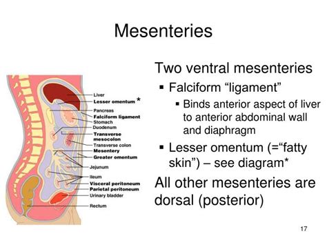 PPT - The Digestive Tract PowerPoint Presentation - ID:2272586