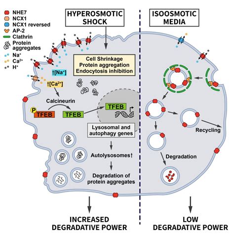 Endocytosis in the adaptation to cellular stress