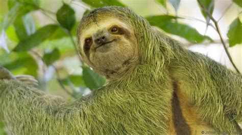 How Do Sloths Defend Themselves? - Animal Hype