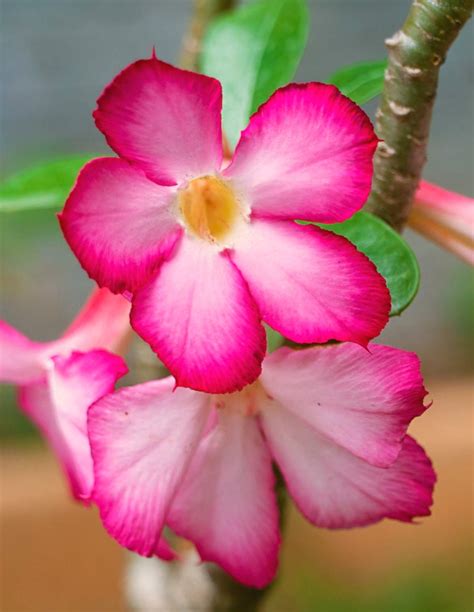 Adenium or desert rose - tips on caring for it