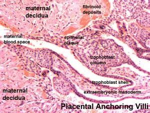 Placenta - Maternal Decidua - Embryology