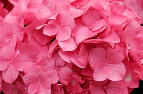 Pink hydrangea flowers as natural background Stock Photo by ...