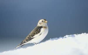 Snow Bunting Facts, Male and Female Description, Diet and Behavior