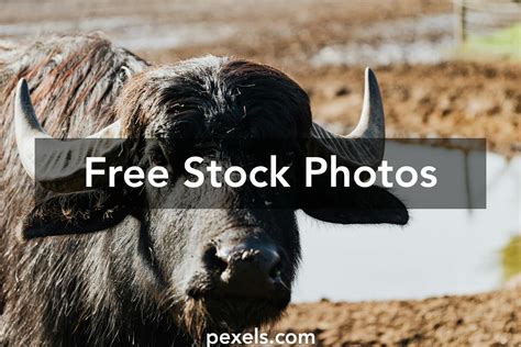 Black Buffalo Photos, Download The BEST Free Black Buffalo Stock Photos ...