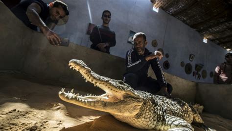 Egypt's Nubians Tame Crocodiles for Selfie-Snapping Tourists