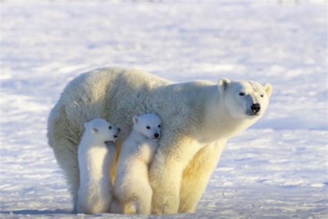 Adorable Polar Bear Cubs Hide and Squeal Behind Their Mom After ...