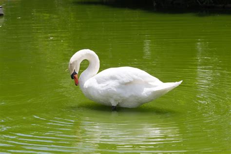 White Swan on Lake · Free Stock Photo