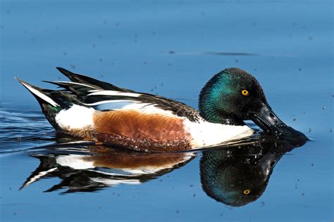 Northern Shoveler | Audubon Field Guide